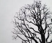 冬の木
